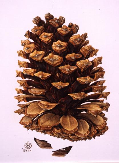 Cone of Pinus pinaster