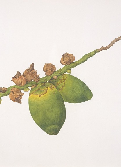 Katherine Manisco | Shirley Sherwood Collection