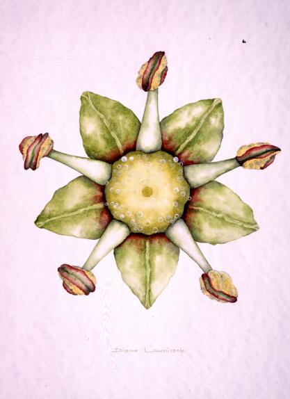 Efeu Hedera helix L.