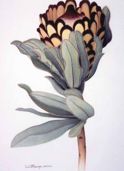 Moth Protea