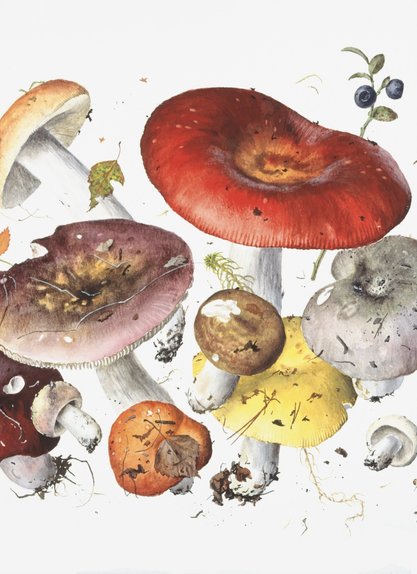 The Colours of Russula