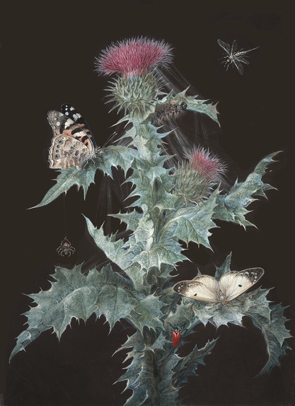 Woolly Thistle