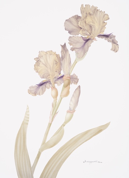 Pale iris
