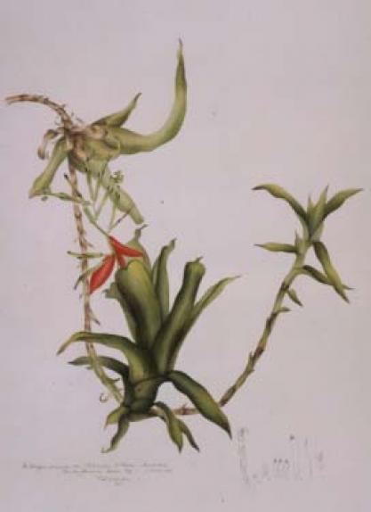 Bilbergia amoena