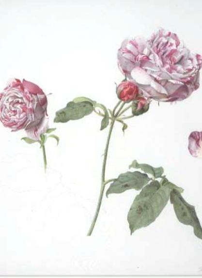 Rose Variagata de Bologna