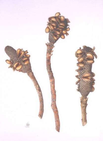 3 Seed heads of Banksia mensiesii