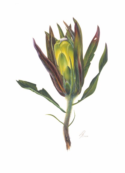 Protea coronata