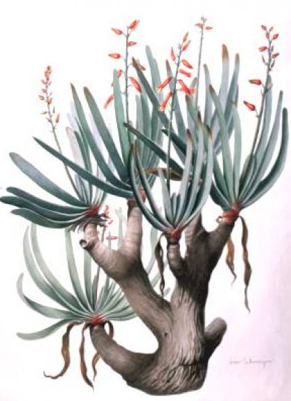 Mountain Aloe 