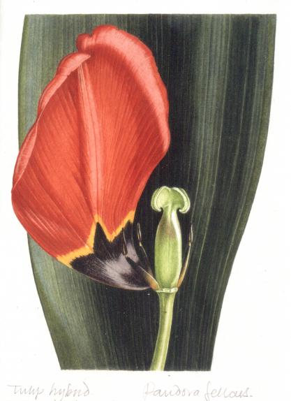 Tulip hybrid (red)