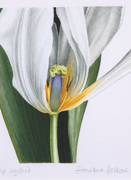 Tulip hybrid (white)