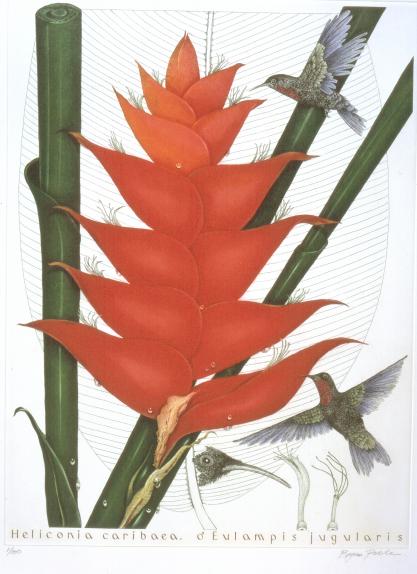 Heliconia caribaea, Eulampis jugularis
