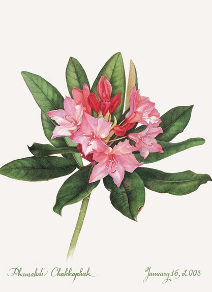 Rhododendron, Danger