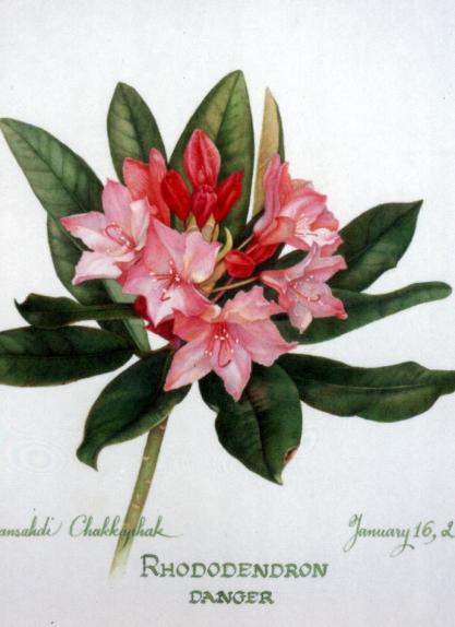 Rhododendron, Danger