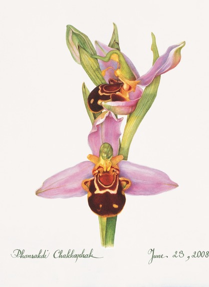 Bee Orchid, Error