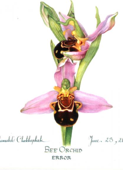 Bee Orchid, Error