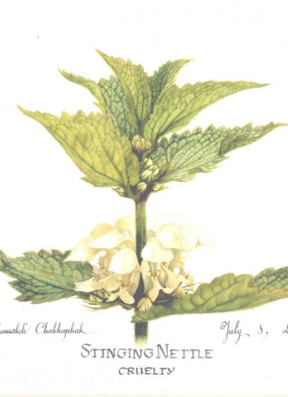 Stinging Nettle, Cruelty