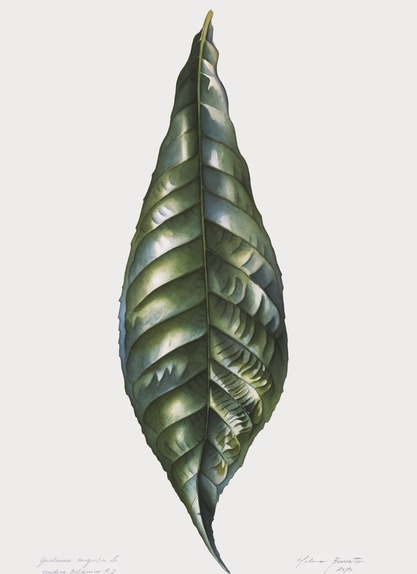 Leaf of Gustavia augusta