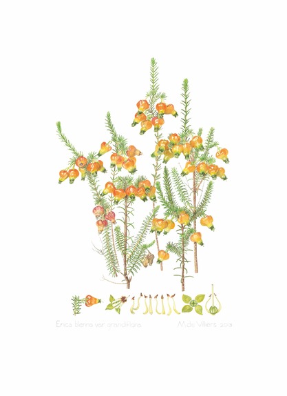 Erica blenna Salisbury (1802) Vars grandiflora Bolus