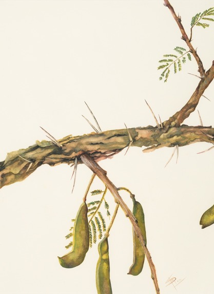 Acacia sieberiana (single stem paperbark)