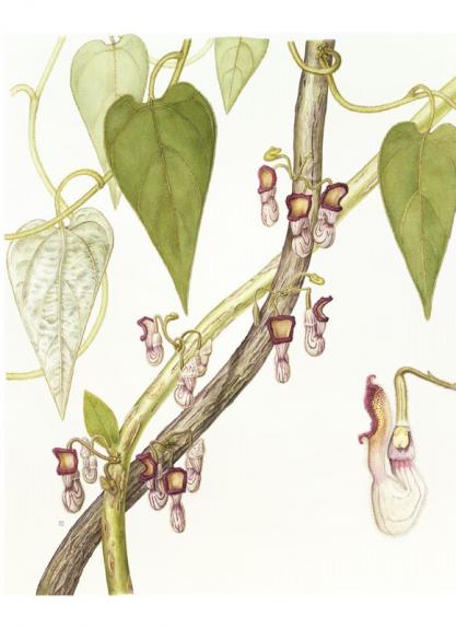 Aristolochia cathcartii