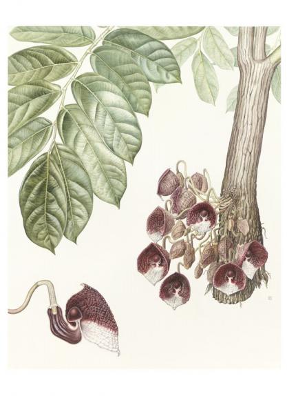 Aristolochia arborea