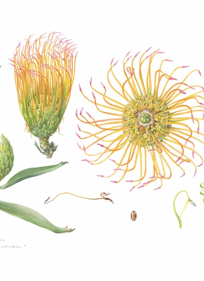 Leucospermum catherinae