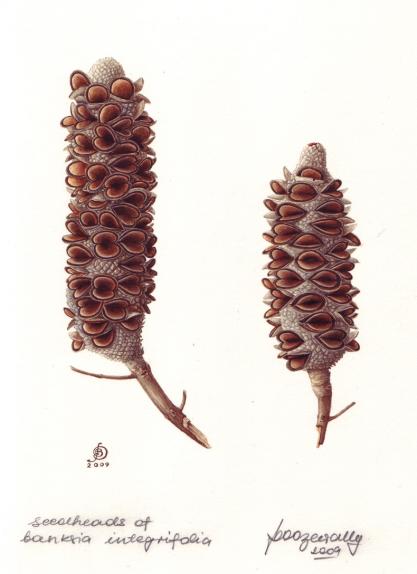 Seedheads of Banksia integrifolia