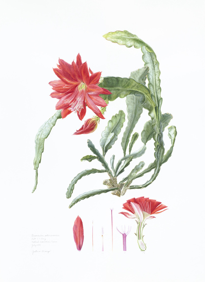 Disocactus ackermannii