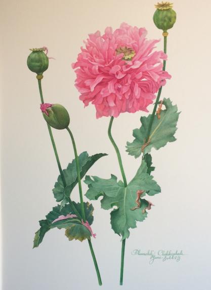 Pink Raffle Opium Poppy