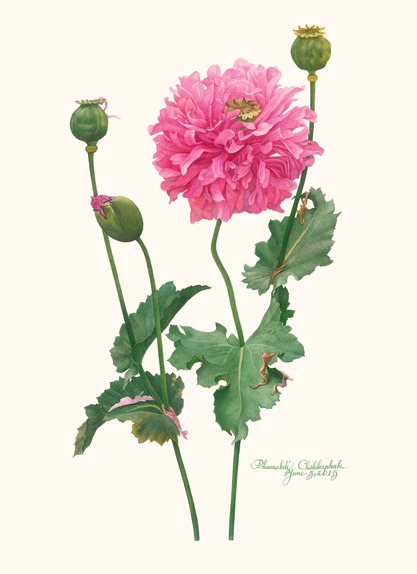 Pink Raffle Opium Poppy