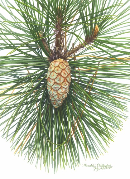 Japanese Pine Cone