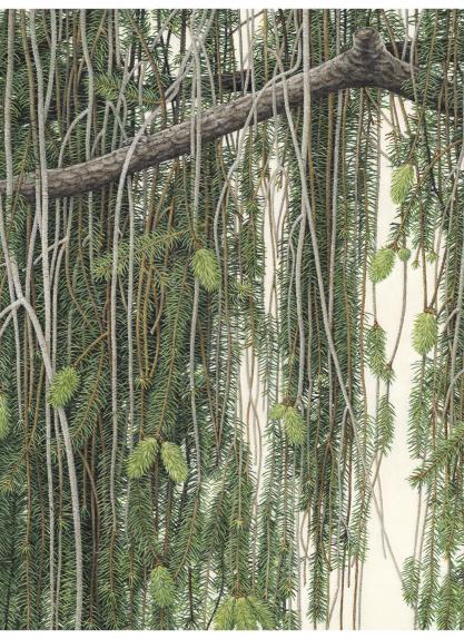 Snake Branch Spruce