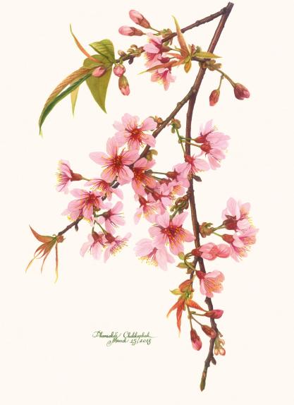 Prunus cerasoides Buch.-Ham. ex D.Don