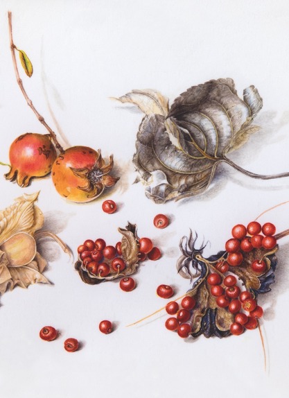 Pomegranates and seed pods of Gloriosa