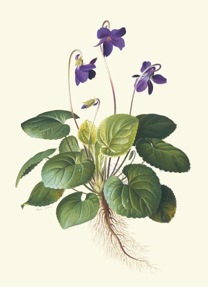 Violet Plant