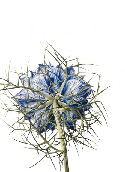 Check mate. A cage. A desert of discarded antlers. Love in a mist.