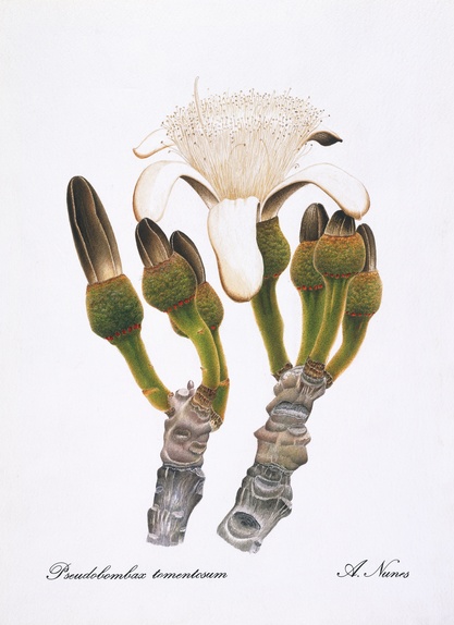 Psuedobombax tomentosum (with flower)