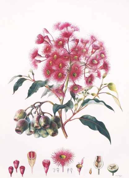 Corymbia ficifolia