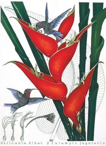 Heliconia bihai, Eulampis jugularis