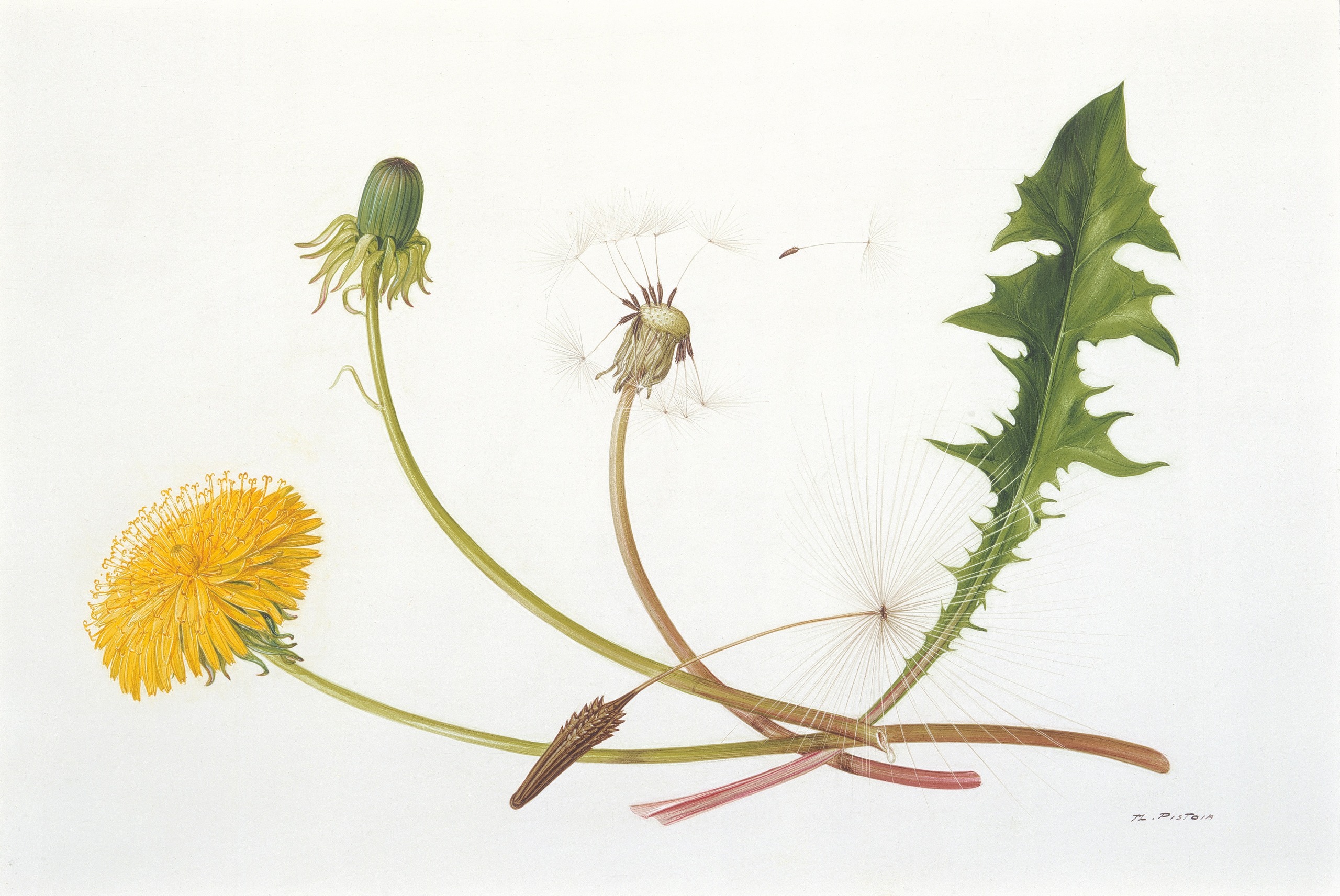 Известно что одуванчик полевой сложноцветное растение. Taraxacum officinale Ботанический рисунок. Осот, козлобородник, Кульбаба. Одуванчик красносемянный. Одуванчик гербарий.