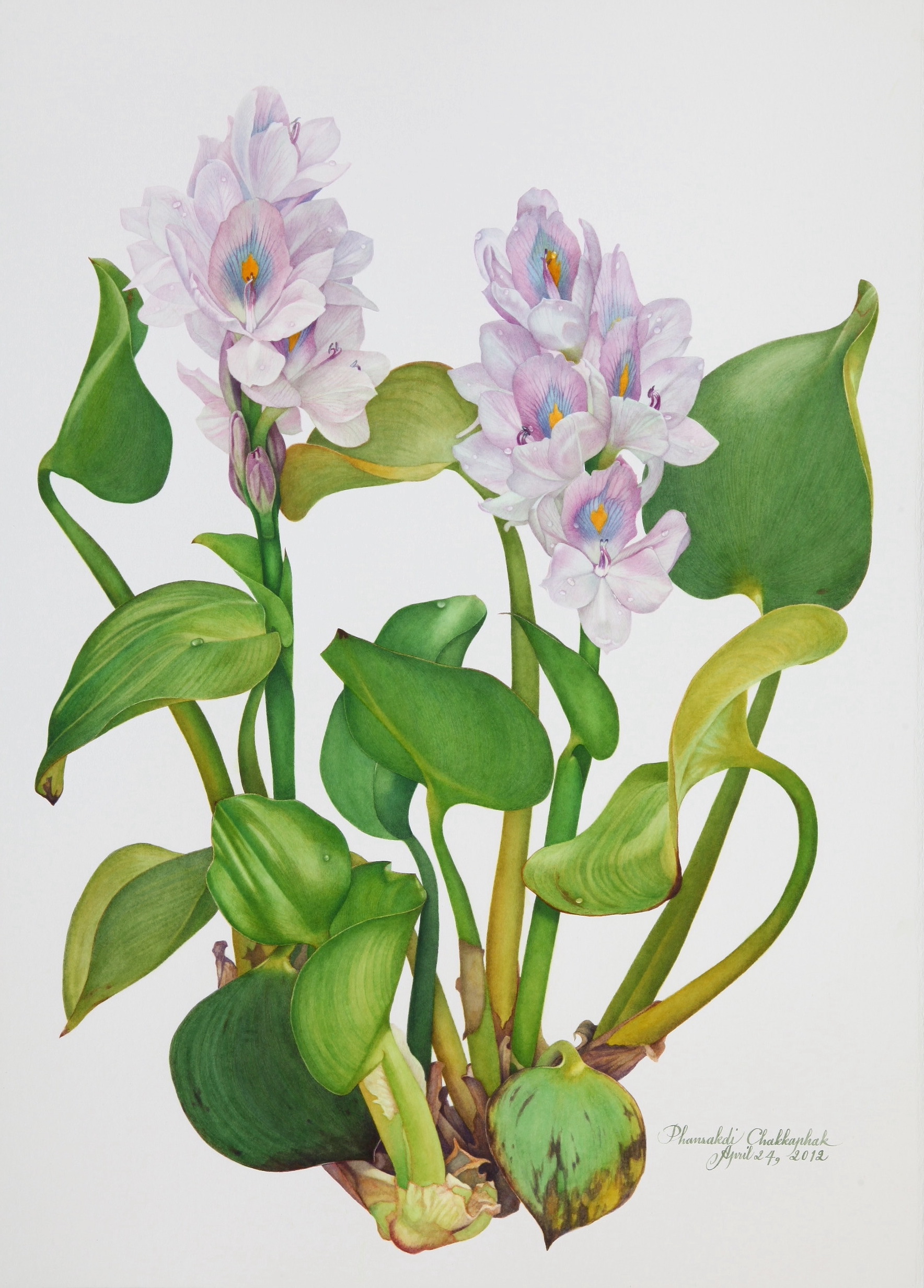 Water Hyacinth – SUE LYNN COTTON Watercolor Artist